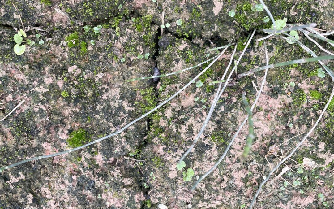 Descompactar el suelo de la vida